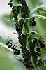 ant_formica_subsericea_tending_aphids.jpg
