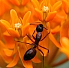 red_ant_formica_sp(2).jpg
