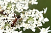 red_ant_formica_sp.jpg
