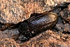 darkling_beetle(2).jpg