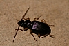 ground_beetle_agonum_sp..jpg