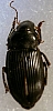 ground_beetle_dicaelus_sp.jpg