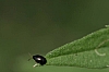 imported_willow_leaf_beetle_plagiodera_versicolora.jpg