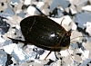 predaceous_diving_beetle.jpg