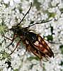 Flower_Longhorn_Beetles_Typocerus_velutinus.JPG