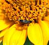 Tumbling_Flower_Beetle.JPG