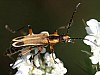 Pennsylvania_Soldier_Beetle_Cauliognathus_marginatus.jpg