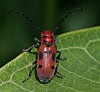Red_Milkweed_Beetle_Tetraopes_tetrophthalmus.jpg