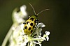 Spotted_Cucumber_Beetle_Diabrotica_undecimpunctata.JPG