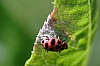Spotted_Lady_Beetle_Coleomegilla_maculata.JPG