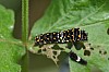 Black_Swallowtail_Papilio_polyxenes.JPG