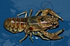 crayfish_orconectes_virilis.jpg