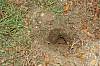 Dug Up Ground Wasp Nest (3).JPG