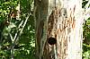 Woodpecker Nest.JPG