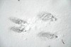 Rabbit_Tracks_in_Snow.JPG