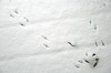 Songbird_Tracks_in_Snow.JPG