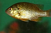 sunfish_red-eared_sunfish_lepomis_microlophus.jpg