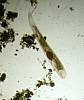 Flatworm_Gyratrix hermaphroditus(2).JPG