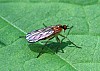Dance_Fly_Empis_sp..JPG