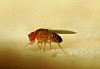 Fruit_Fly_Drosophila_melanogaster.JPG