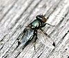 Pictured-wing_Fly_Olites_sp..jpg