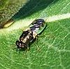 Soldier_Fly_Hedriodiscus_sp..jpg