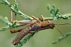 acrid_grasshopper_nymph.jpg