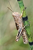 dawson's_spurthroated_grasshopper_nymph_melanoplus_dawsoni(2).jpg
