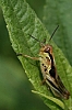 grasshopper_nymph.jpg