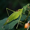 katydid_oblonge-winged_katydid_amblycorypha_oblongifolia.jpg