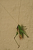 katydid_slender_meadow_katydid_conocephalus_fasciatus.jpg