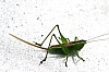 katydid_straight-lanced_meadow_katydid_conocephalus_strictus.jpg