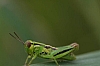 meadow_purple-striped_grasshopper_hesperotettix_viridis(2).jpg