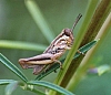 meadow_purple-striped_grasshopper_nymph_hesperotettix_viridi.jpg