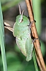 northern_green-striped_grasshopper_chortophaga_viridifasciat.jpg