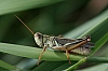 red-legged_grasshopper_melanoplus_femurrubrum.jpg