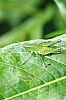 short-winged_green_grasshopper_dichrompha_viridis.jpg