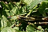 two-striped_grasshopper_melanoplus_bivittatus.jpg