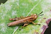 wrinkled_grasshopper_hippiscus_ocelote.jpg