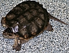 common_snapping_turtle_chelydra_serpentina.jpg