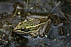 northern_leopard_frog_rana_pipiens.jpg