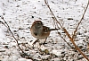 sparrow_american_tree_sparrow_aimophila_ruficeps.jpg