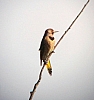 woodpecker_common_flicker_colaptes_auratus.jpg