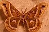 Cecropia_Moth_Hyalophora_cecropia.JPG