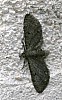 Common_Pug_Moth_Eupithecia_miserulata.jpg