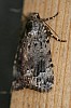 Copper_Underwing_Moth_Ampipyra_pyramidoides.jpg