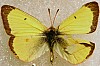 Little_Yellow_Butterfly_Eurema_lisa.JPG