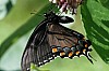 Pipevine_Swallowtail_Battus_philenor(2).JPG