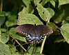 Spicebush_Swallowtail_Papilio_Troilus.jpg