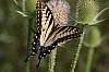Tiger_Swallowtail_Papilio_glauca.JPG